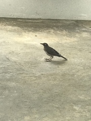 Margarops fuscatus fuscatus