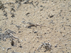 Liolaemus nigromaculatus