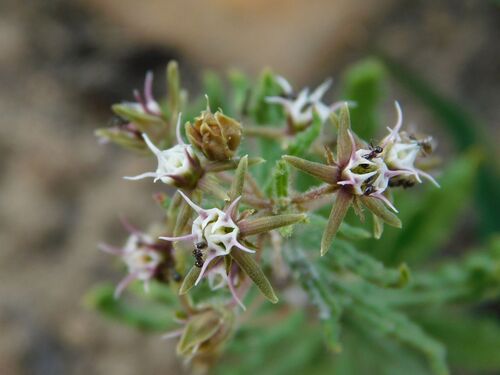 Cape Shieldtongue (Aspidoglossum heterophyllum)