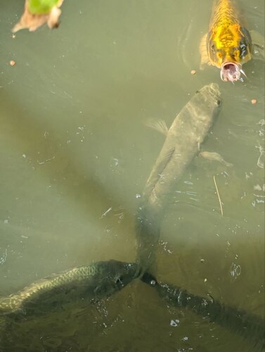 Cyprinus rubrofuscus