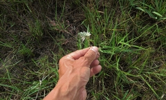 Adenochloa ecklonii