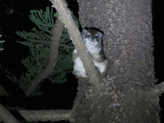 Dendrohyrax arboreus