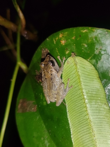 Philautus aurifasciatus