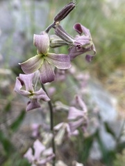 Hesperis laciniata, photograph (c) Katharine Khamhaengwong, some rights reserved (CC BY)