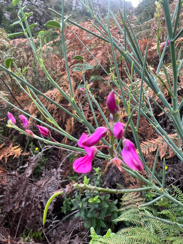Broom Indigo (Indigofera filifolia)