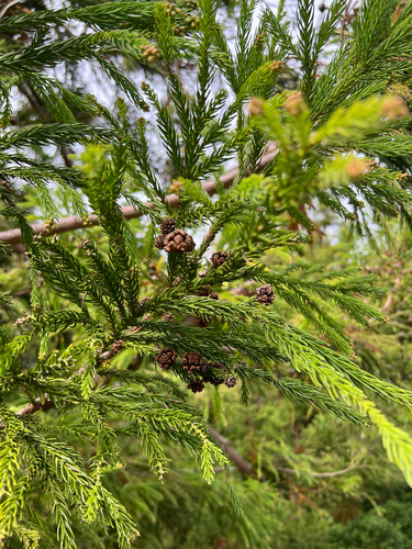 Sugi (Cryptomeria japonica)