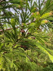 Sugi (Cryptomeria japonica)