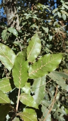 Quercus laurina