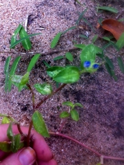 Commelina