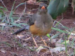 Turdus abyssinicus