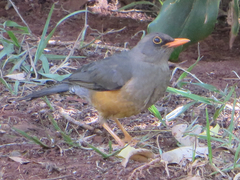 Turdus abyssinicus