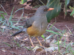 Turdus abyssinicus