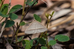 Epidesmia chilonaria