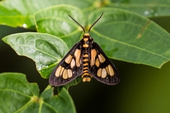 Eressa geographica