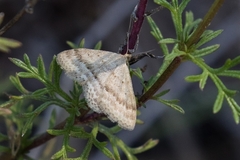 Scopula lydia