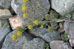 Bupleurum mongolicum