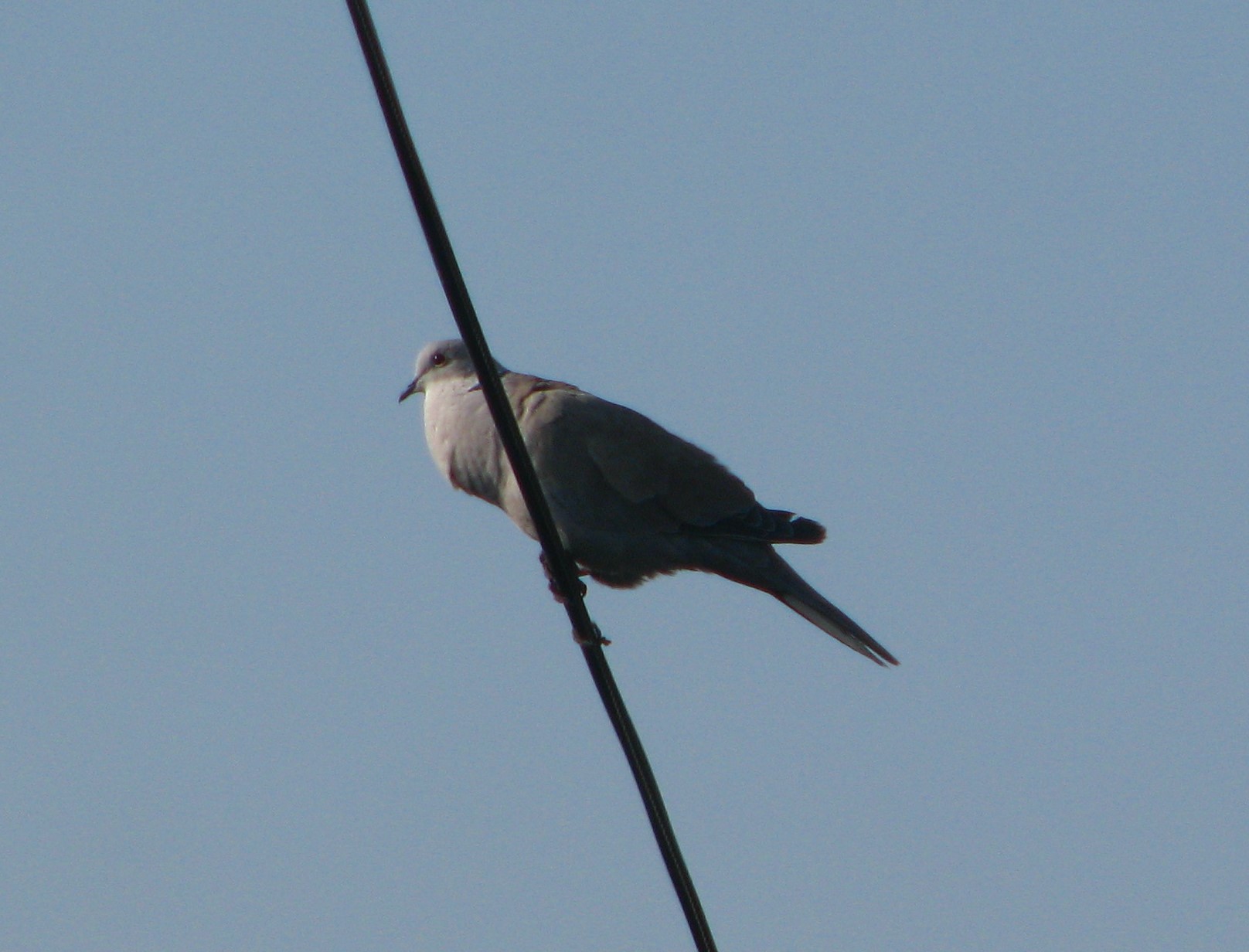 Eurasian Collared Dove