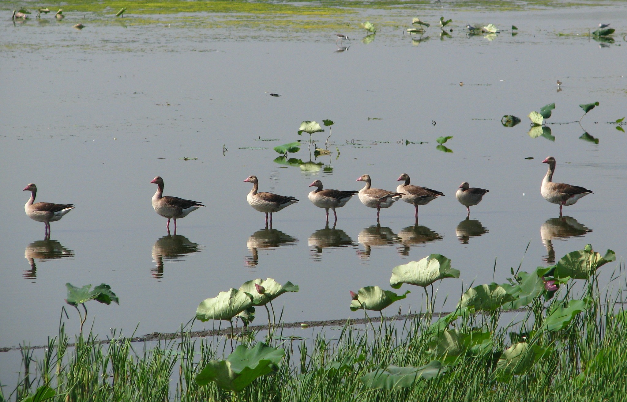 Greylag Goose