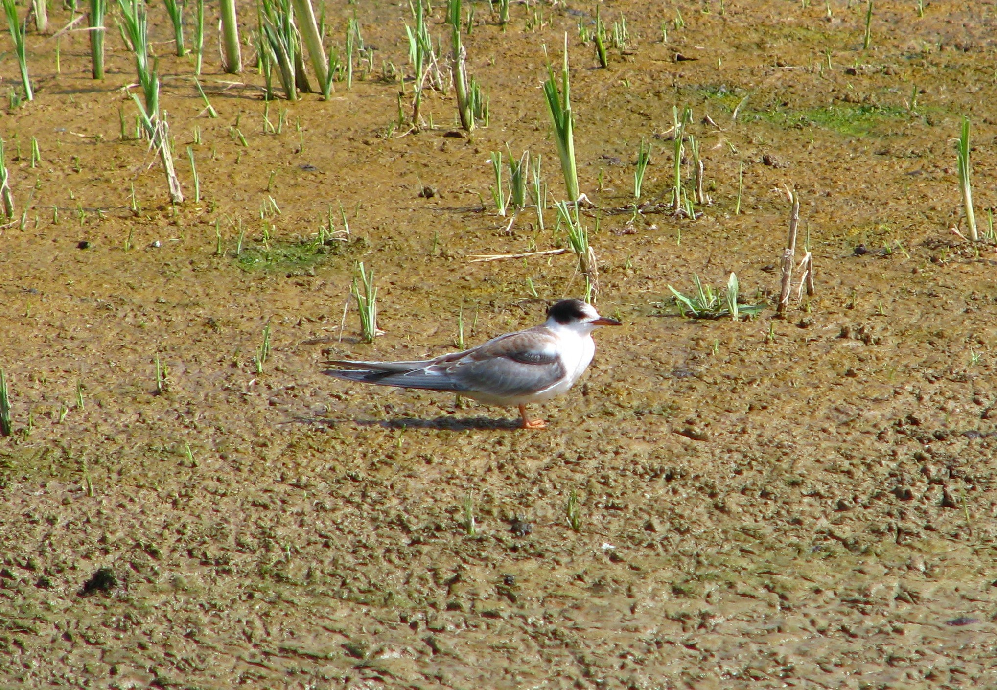 Common Tern