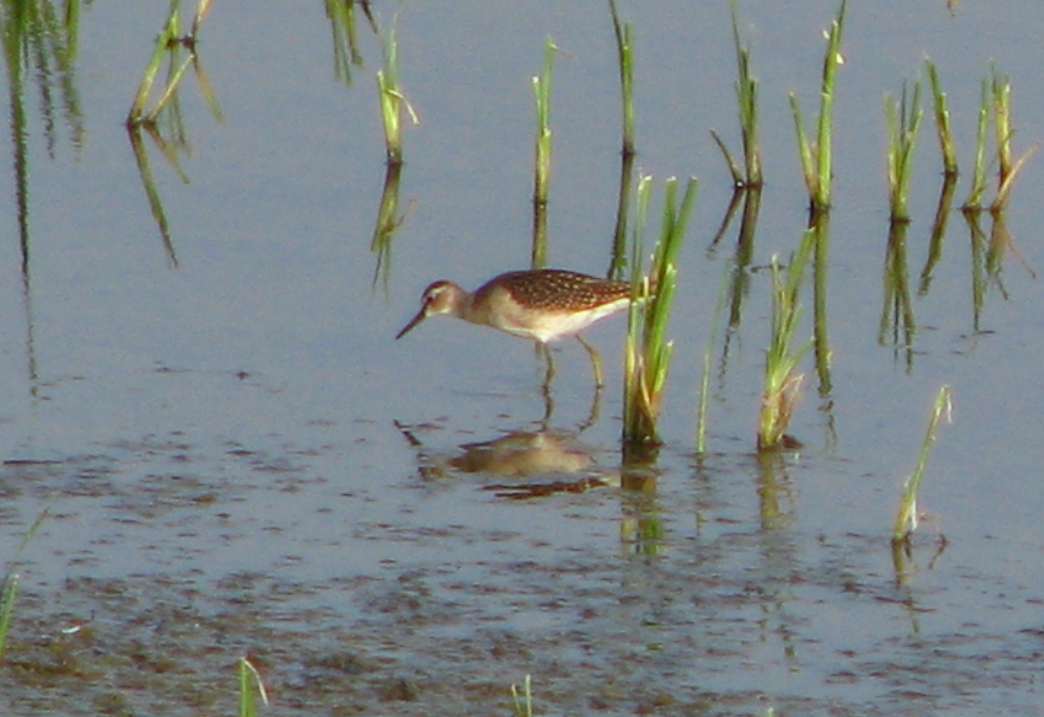 Wood Sandpiper