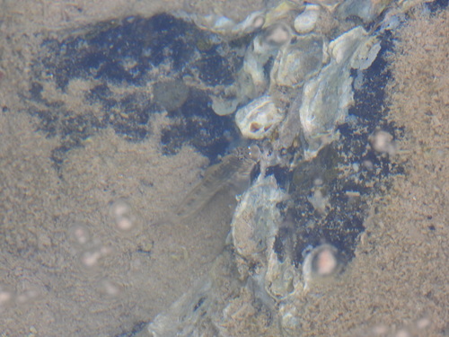 Istiblennius lineatus