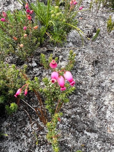 Glue Heath (Erica glutinosa)