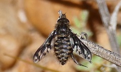 Conophorus fenestratus