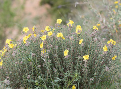 Helianthemum hirtum