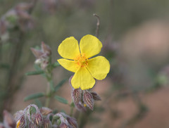 Helianthemum hirtum