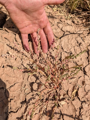Nuttall's Povertyweed (Blitum nuttallianum)
