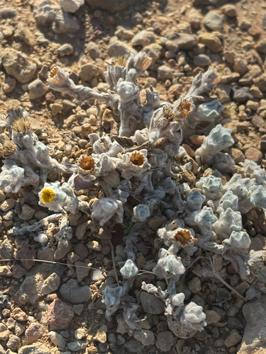 Woolly Pricklyleaf (Thymophylla micropoides)