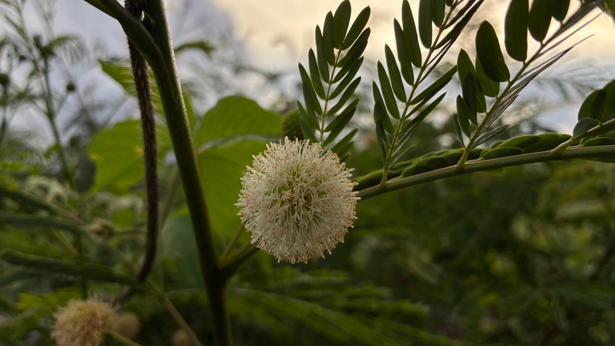 Leucaena leucocephala