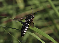 Bicyrtes discisus