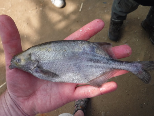 Livingstones olifantvis (Marcusenius livingstonii) — Mormyridae — 3