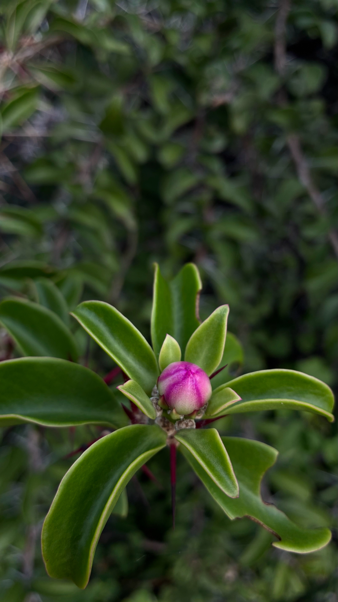 Pereskia bahiensis