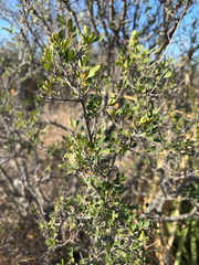 Fraxinus greggii, photograph author not stated, no rights reserved