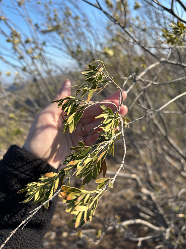 Fraxinus greggii, photograph 4