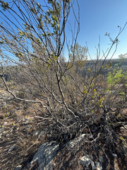 Fraxinus greggii, photograph author not stated, no rights reserved