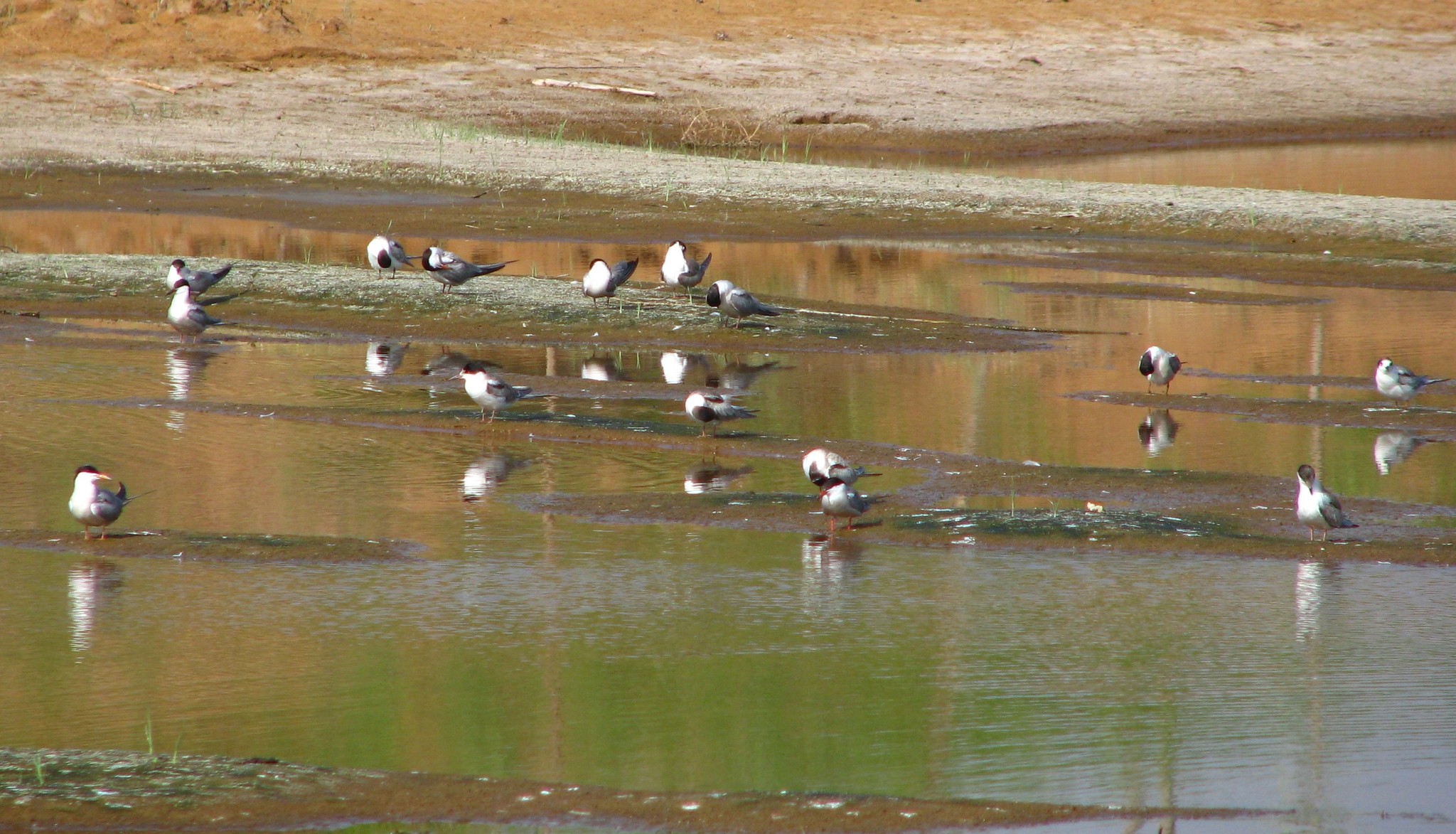 Common Tern