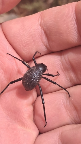 Adesmia biskreensis asperrima