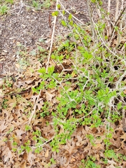 Condalia hookeri
