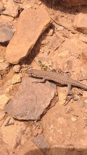 Desert Lacerta