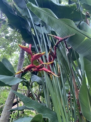 Heliconia × rauliniana