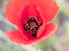 Papaver