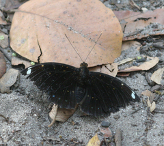 Lexias albopunctata albopunctata