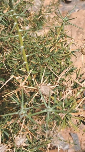 Femeniasia fruticosa