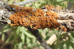 Dufourea