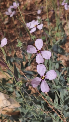 Violet Cabbage