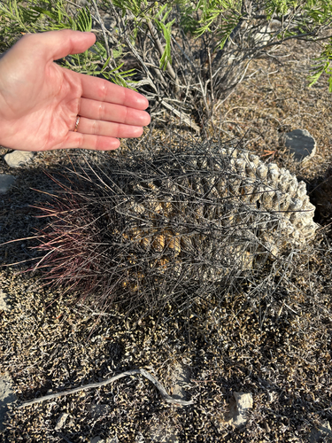 Bisnaga hamatacantha