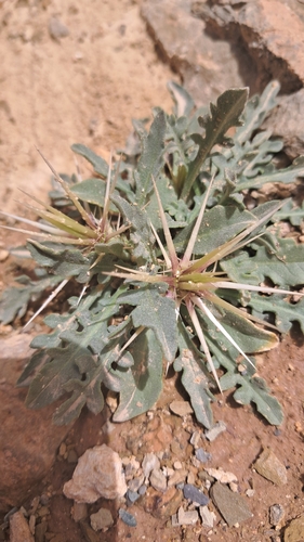 Centaurea pungens